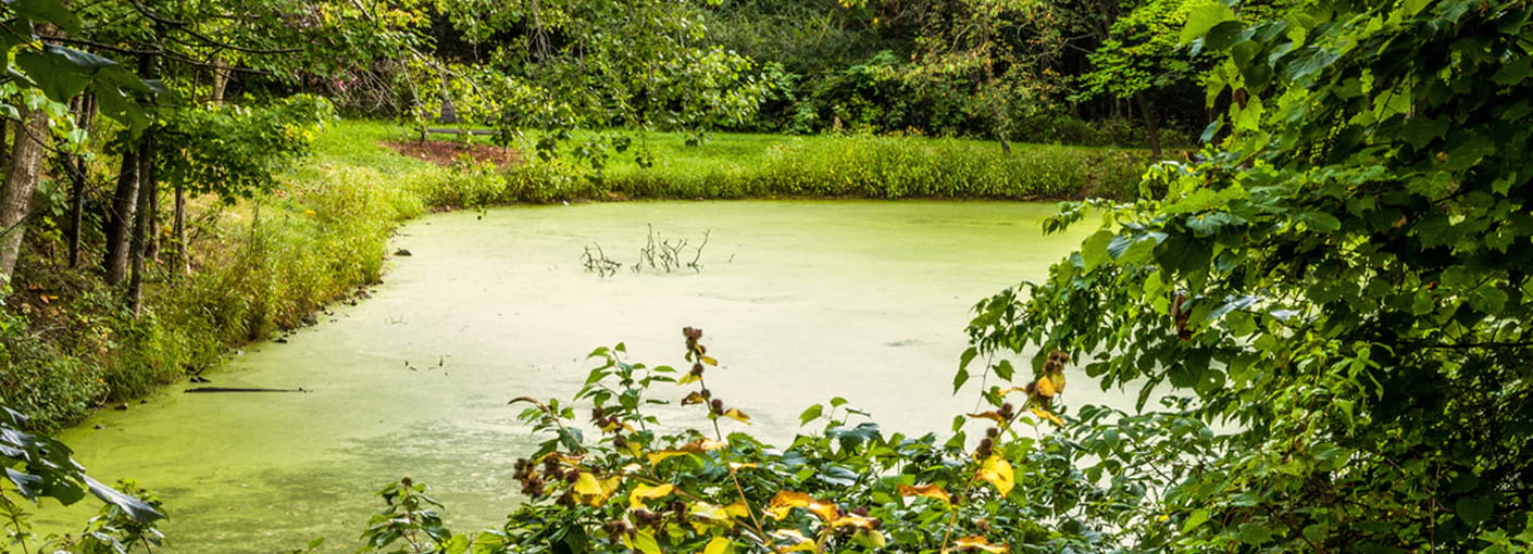 How to Clean Green Pond Water – Waterscaping