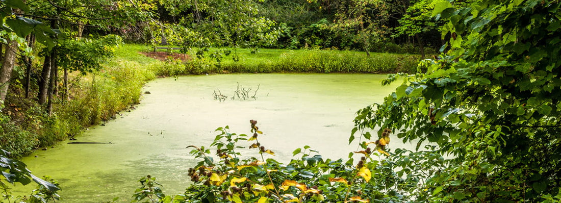 How to Clean Green Pond Water